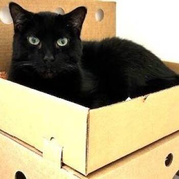 Domestic Short Hair Cats Available for Adoption - Jinx | PetCurious