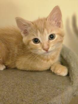 Joyce -  Domestic Short Hair Cat for Adoption in Walled Lake, Michigan - Joyce | PetCurious