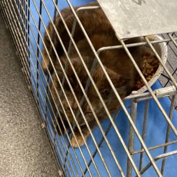 Cinnamon -  Domestic Short Hair Cat for Adoption in Montgomery, Alabama - Cinnamon | PetCurious