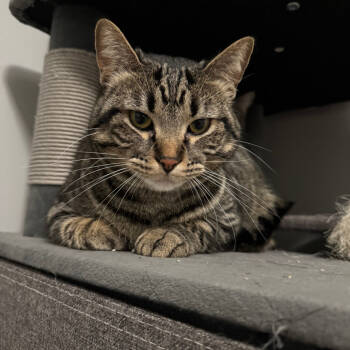 Rescue Domestic Short Hair Cats for Adoption in Saint Paul, Minnesota - Rusty | PetCurious