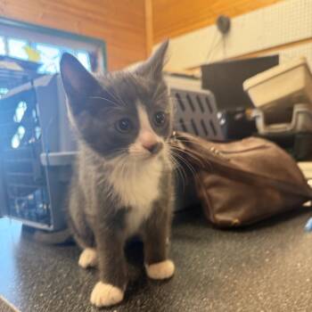 Kat -  Domestic Short Hair Cat for Adoption in Meadow Lake, Saskatchewan - Kat | PetCurious