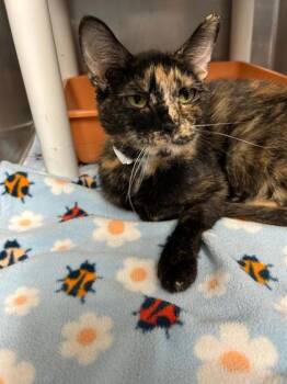 Rescue Domestic Short Hair Cats for Adoption in Columbia City, Indiana - Katydid | PetCurious