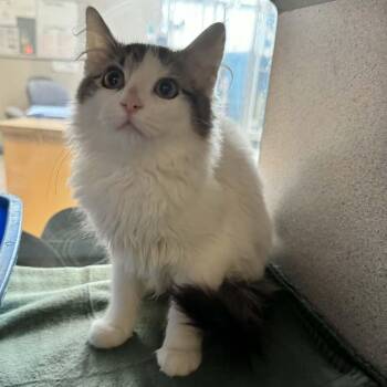 Domestic Medium Hair Cats Available for Adoption - Pixie | PetCurious