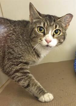 WILLOW -  Domestic Short Hair Cat for Adoption in Dedham, Massachusetts - WILLOW | PetCurious