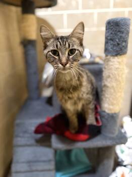 Skittles -  Domestic Long Hair Cat for Adoption in Mineral Point, Wisconsin - Skittles | PetCurious
