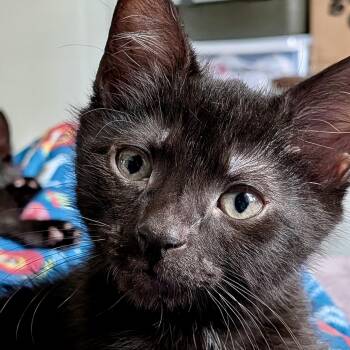 Corn Dog -  Domestic Short Hair Cat for Adoption in Alexandria, Virginia - Corn Dog | PetCurious