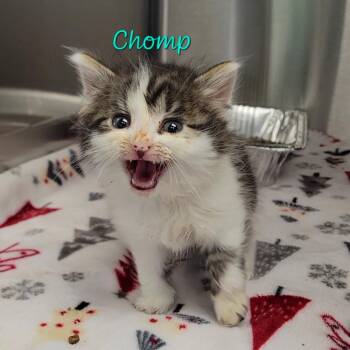 Chomp -  Domestic Long Hair Cat for Adoption in Parkersburg, West Virginia - Chomp | PetCurious