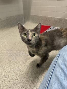 BORZOI -  Domestic Short Hair Cat for Adoption in Omaha, Nebraska - BORZOI | PetCurious