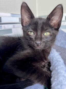 Domestic Short Hair Cats Available for Adoption in Seattle, Washington - Chelsea | PetCurious