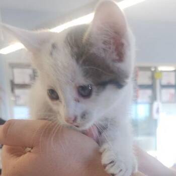 Bass -  Domestic Short Hair Cat for Adoption in Kingman, Arizona - Bass | PetCurious