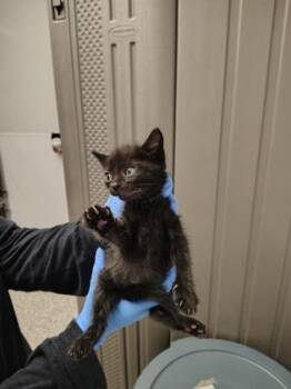 Domestic Short Hair Cats Available for Adoption in Gastonia, North Carolina - Pop-Pop | PetCurious