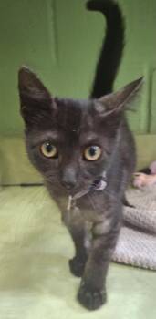 Found stray: Manon -  Domestic Short Hair Cat for Adoption in Rockwall, Texas - Found Stray: Manon | PetCurious