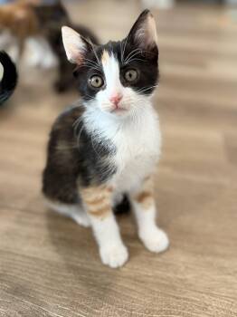 Rescue Calico Cats for Adoption in Laguna Beach, California - Duchess | PetCurious