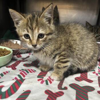 Domestic Short Hair Cats Available for Adoption in Yanceyville, North Carolina - Lumie 26-0372 | PetCurious