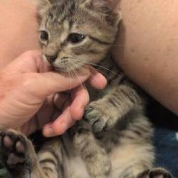 Reign -  Domestic Short Hair Cat for Adoption in West Palm Beach, Florida - Reign | PetCurious
