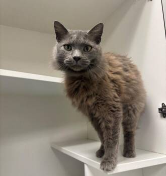 Rescue Domestic Medium Hair Cats for Adoption in Frankfort, Kentucky - Vyla | PetCurious