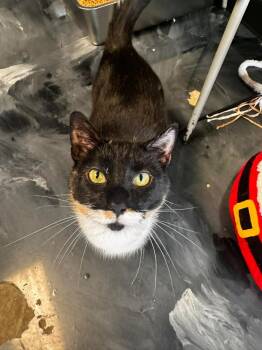 Domestic Short Hair Cats Available for Adoption in Virginia Beach, Virginia - Sprinkles | PetCurious