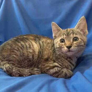 Ashwini -  Torbie and Domestic Short Hair Cat Available for Adoption in Greensburg, Pennsylvania - Ashwini | PetCurious