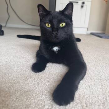 Luna -  Domestic Short Hair Cat for Adoption in Cambridge, Ontario - Luna | PetCurious