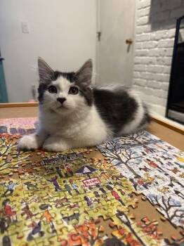 Domestic Short Hair Cats Available for Adoption in Minneapolis, Minnesota - Nut | PetCurious