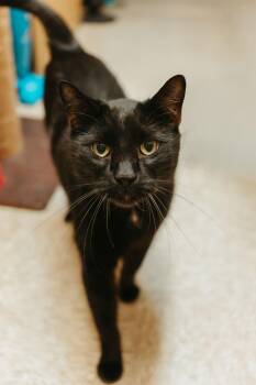 Domestic Short Hair Cats Available for Adoption - Jasper | PetCurious