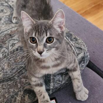 Rescue Tabby Cats for Adoption in Hoquiam, Washington - Natalie - Adorable Wobbly | PetCurious