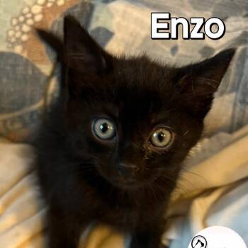 Enzo -  Domestic Short Hair Cat for Adoption in Washington, Pennsylvania - Enzo | PetCurious
