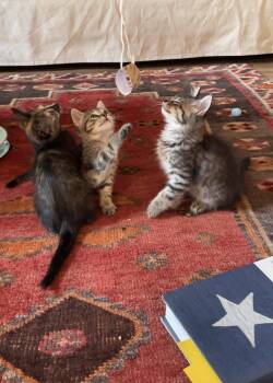 Santi -  Domestic Short Hair Cat for Adoption in The Woodlands, Texas - Santi | PetCurious