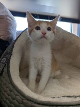 Queso -Preadoption ONLY -  Domestic Short Hair Cat for Adoption in Chilliwack, British Columbia - Queso -Preadoption ONLY | PetCurious