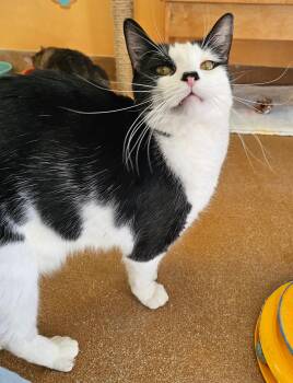 Chucky -  Domestic Short Hair Cat for Adoption in Norwalk, Connecticut - Chucky | PetCurious