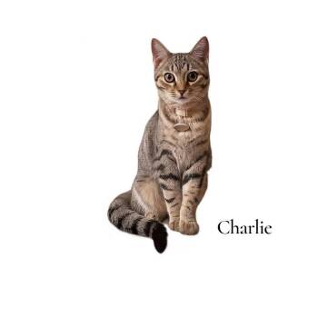 Rescue Domestic Short Hair Cats for Adoption in Stevensville, Michigan - Charlie | PetCurious