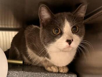 DAISY MOON -  Domestic Short Hair Cat for Adoption in Colorado Springs, Colorado - DAISY MOON | PetCurious