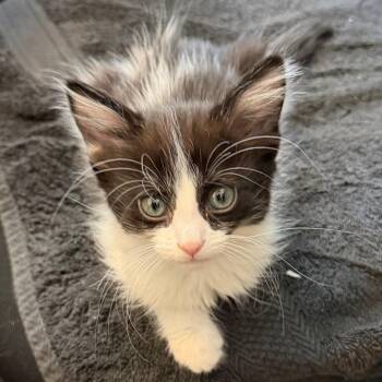 Domestic Long Hair Cats Available for Adoption in Las Vegas, Nevada - Jelly Bean | PetCurious