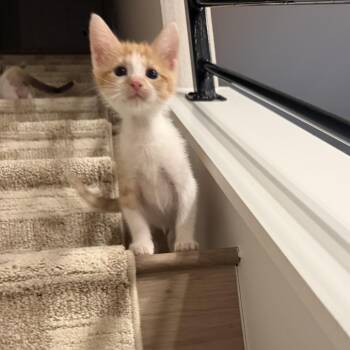 Larry -  Domestic Short Hair Cat for Adoption in San Antonio, Texas - Larry | PetCurious