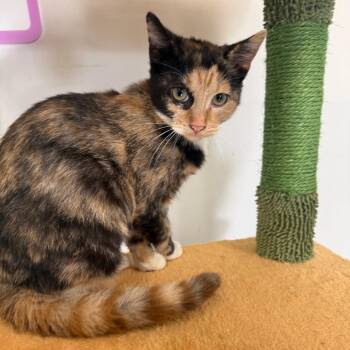 Tessa -  Domestic Short Hair Cat for Adoption in Houston, Texas - Tessa | PetCurious