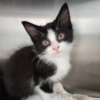 Boop -  Domestic Short Hair Cat for Adoption in Fort Wayne, Indiana - Boop | PetCurious