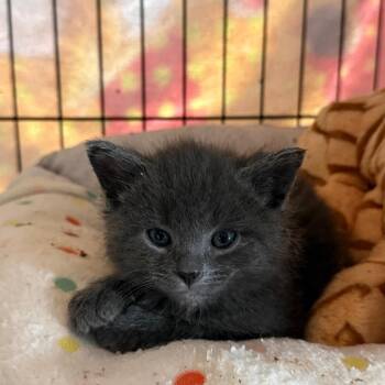 Domestic Short Hair Cats Available for Adoption in Wheeling, Illinois - Dryer Lint | PetCurious