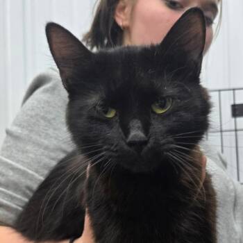 Domestic Long Hair Cats Available for Adoption - Catfish | PetCurious