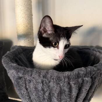 Perdita -  Domestic Short Hair Cat for Adoption in Bentonville, Arkansas - Perdita | PetCurious