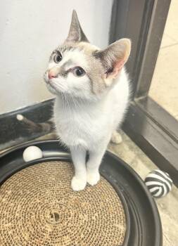 Rescue Domestic Short Hair and Snowshoe Cats for Adoption in York, South Carolina - Xander | PetCurious