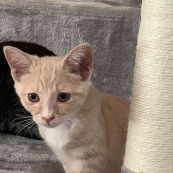 Domestic Short Hair Cats Available for Adoption in Hemet, California - Channing | PetCurious