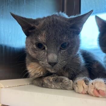 Rescue Domestic Short Hair Cats for Adoption in Fairport, New York - Frito | PetCurious