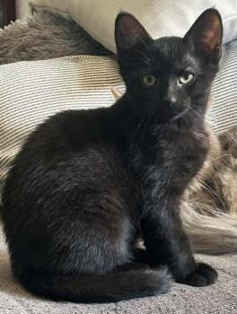 Galaxy -  Domestic Short Hair Cat for Adoption in Mississauga, Ontario - Galaxy | PetCurious