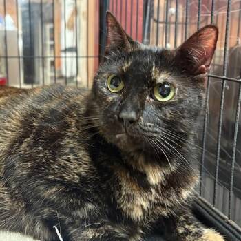 Tortoiseshell Cats Available for Adoption - Diana | PetCurious