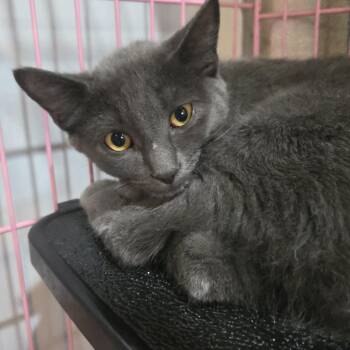 Ember -  Manx Cat for Adoption in Salisbury, Massachusetts - Ember | PetCurious