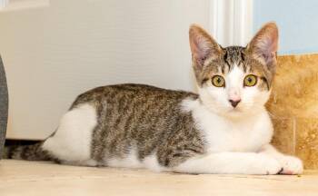 Domestic Short Hair Cats Available for Adoption - Aberdeen | PetCurious