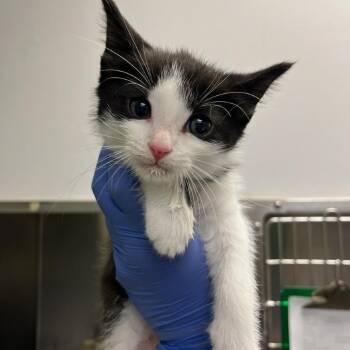 Domestic Short Hair Cats Available for Adoption in Charlottesville, Virginia - Mount Rainier | PetCurious