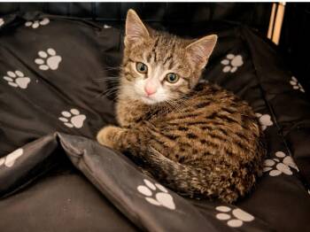 Tabby and Domestic Short Hair Cats Available for Adoption - Jaxx | PetCurious