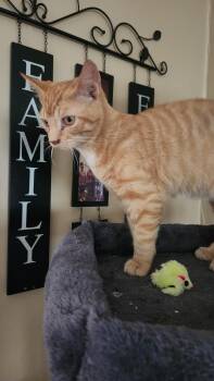 Chip -  Domestic Short Hair Cat for Adoption in Kirklin, Indiana - Chip | PetCurious