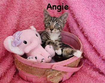 Angie -  Tabby Cat for Adoption in St. Augustine, Florida - Angie | PetCurious